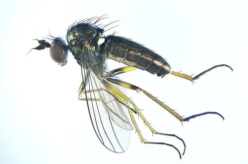 Réf. 315 679 : Syntormon denticulatum
